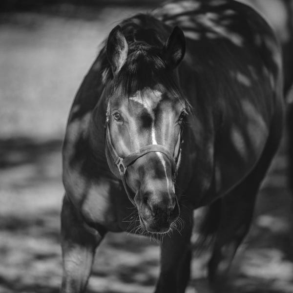 Romario, mladý dostihový kůň