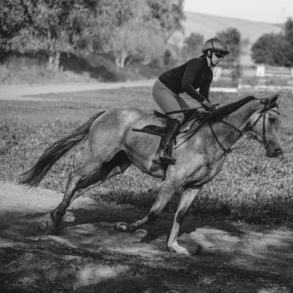 cválající dostihový kůň v tréninku, černobílá fotografie