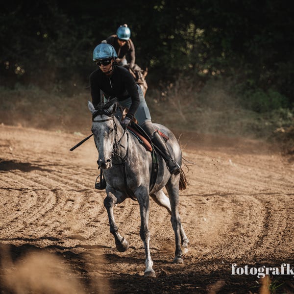 lot dostihových koní na tréninkové dráze, barevná fotografie